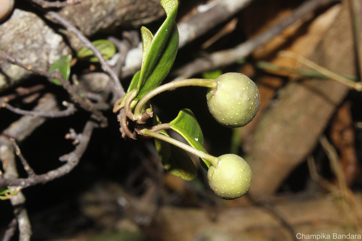Ficus diversiformis Miq.